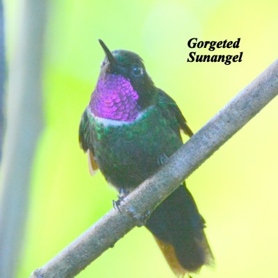 Gorgeted Sunangel